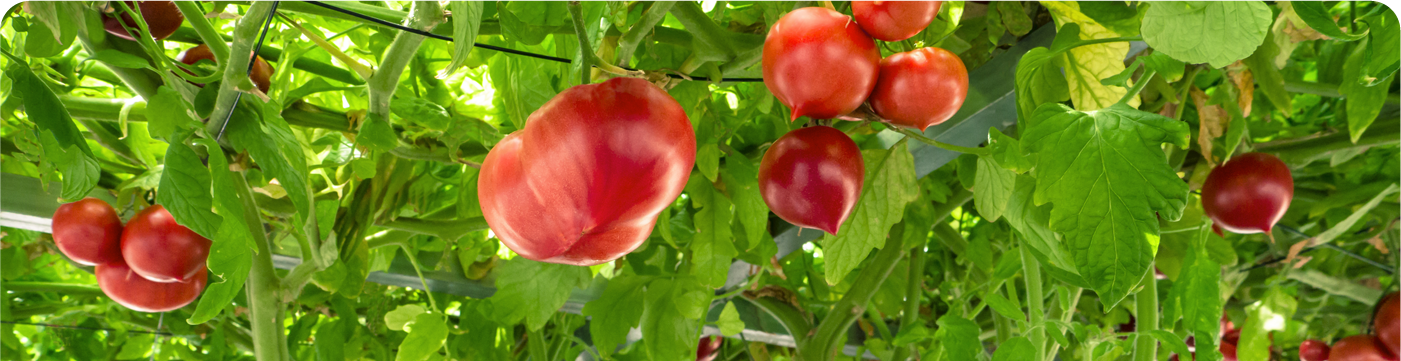 木に実ったトマトの写真