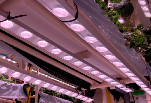 イチゴ栽培用LED