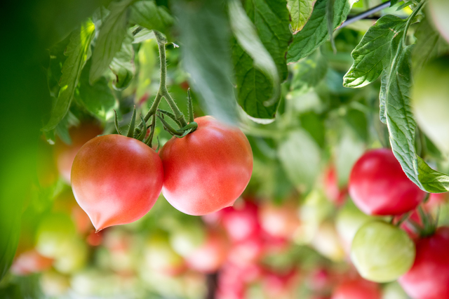 栽培施設に実ったトマトの写真