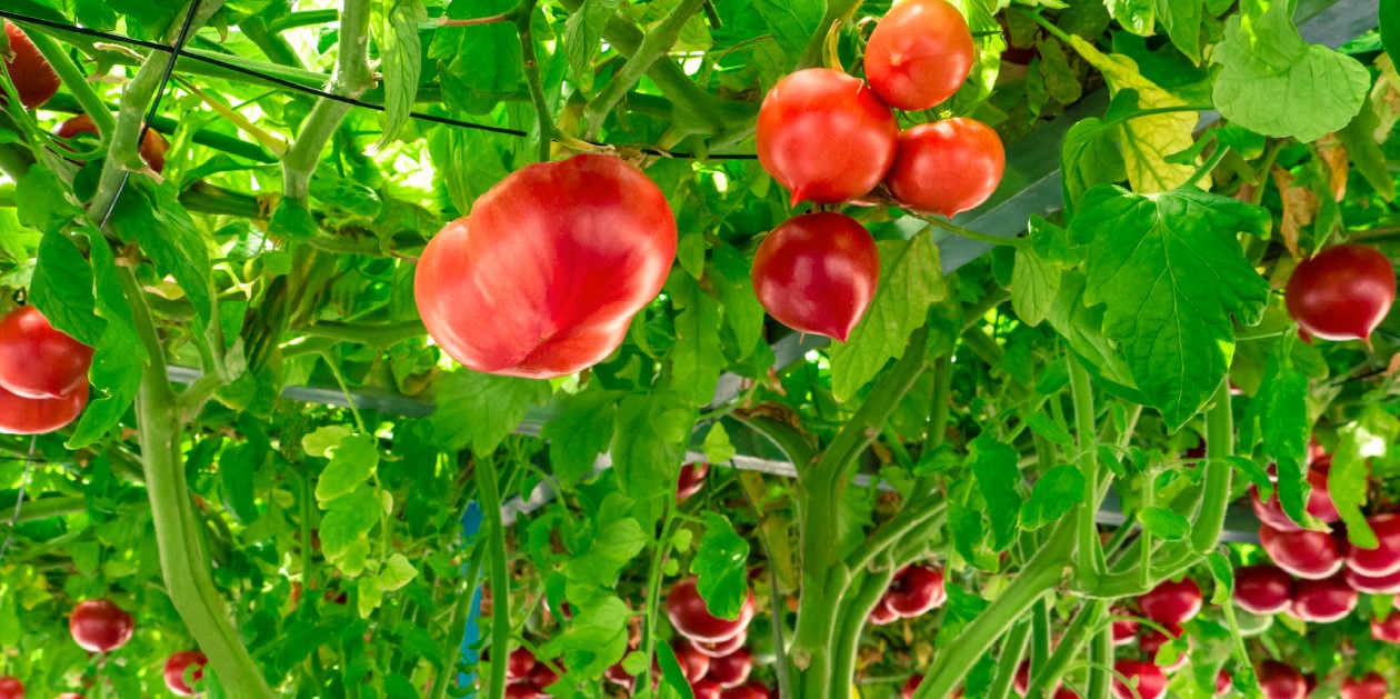 畑に実るトマトの写真